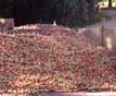 Pile of apples