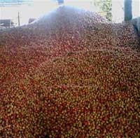 Big pile of apples