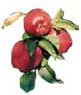 Bunch of apples