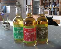 Bottles in the kitchen