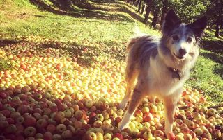 Dog enjoying a walking in the orchard