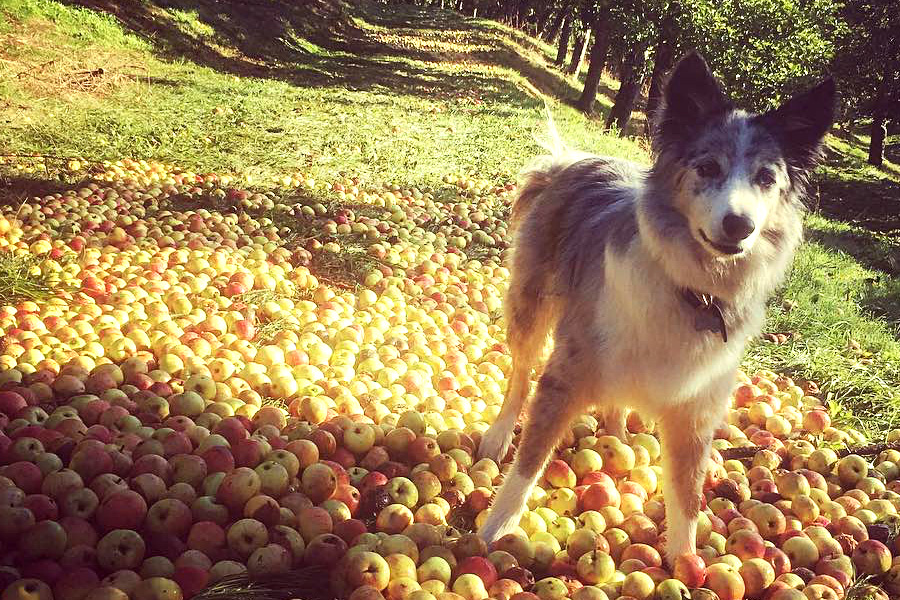 Dog enjoying a walking in the orchard